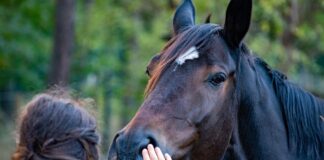 Ny studie: Omfattende seksuell trakassering og overgrep i hestesporten