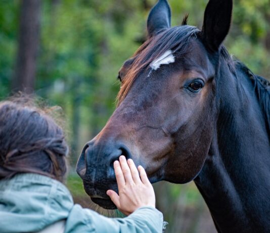 Ny studie: Omfattende seksuell trakassering og overgrep i hestesporten