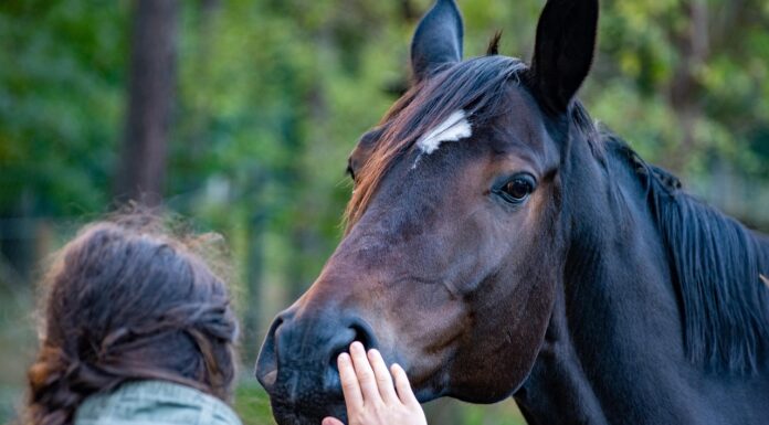 Ny studie: Omfattende seksuell trakassering og overgrep i hestesporten
